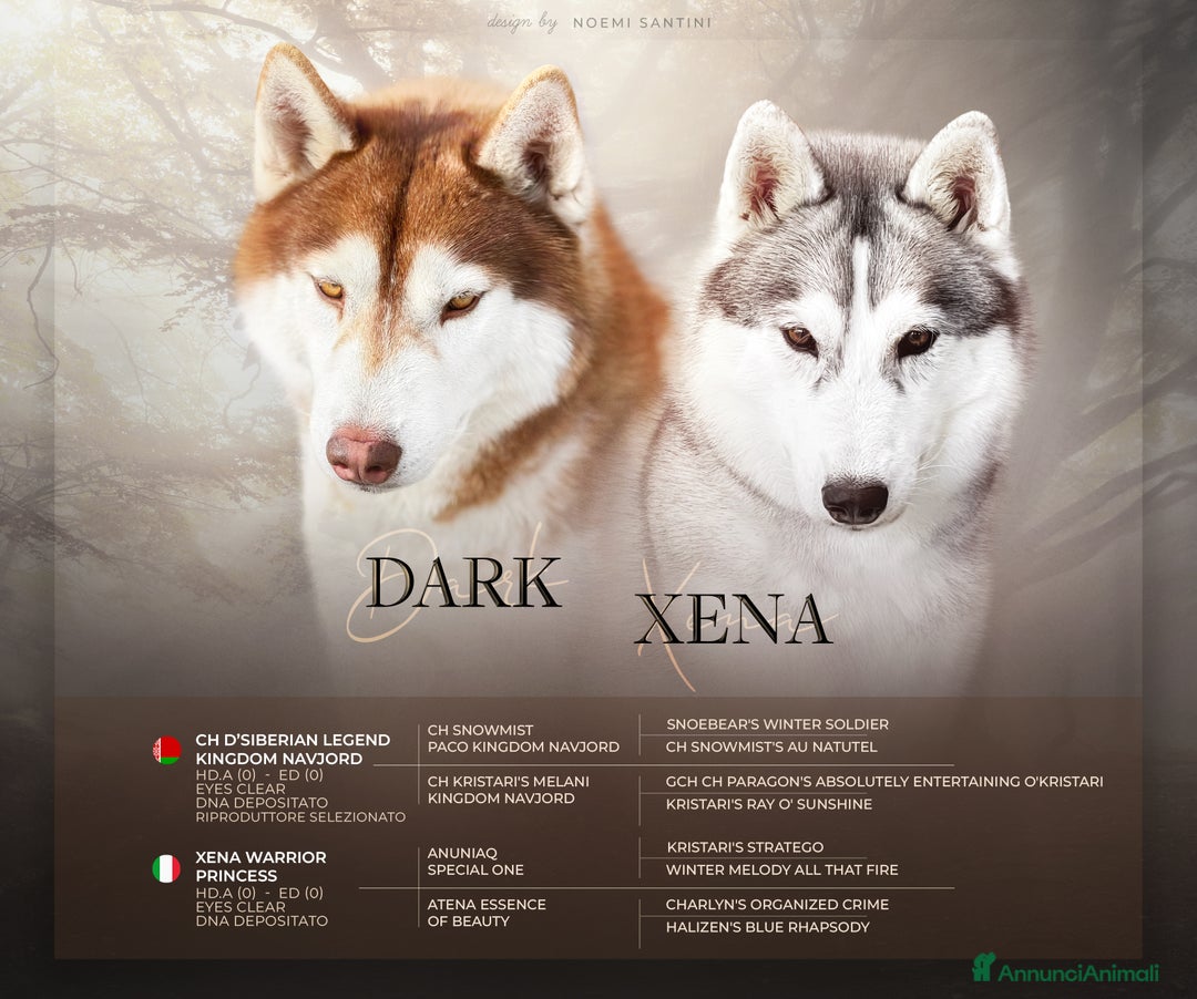 Husky cani in vendita: Cuccioli Siberian Husky Pedigree ENCI - Annuncio 2