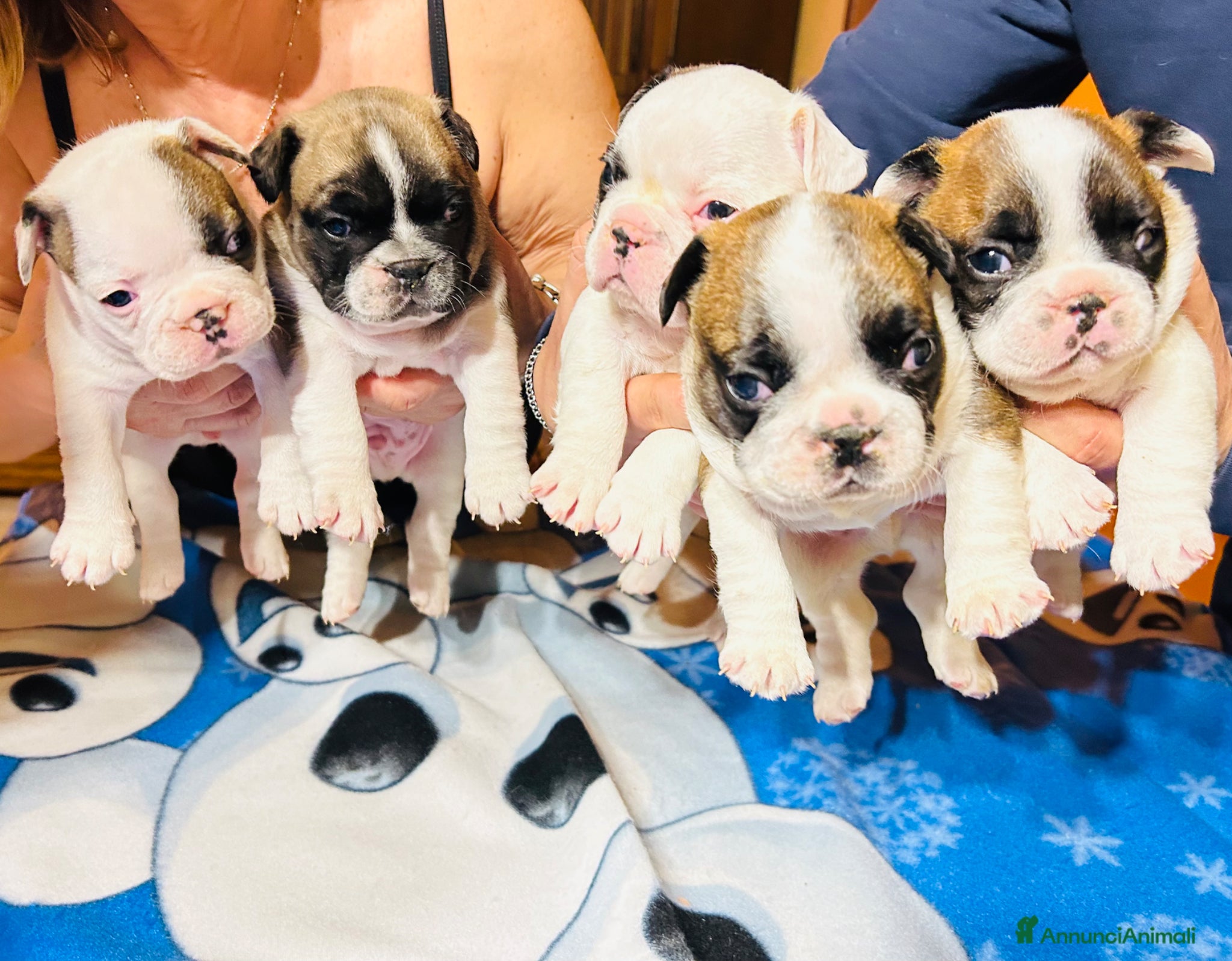 Bulldog Francese cani Bulldog francesi con pedigree Enci - Annuncio 28