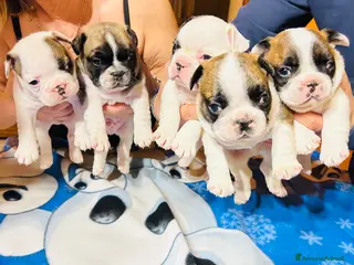 Bulldog Francese cani Bulldog francesi con pedigree Enci - Annuncio 28