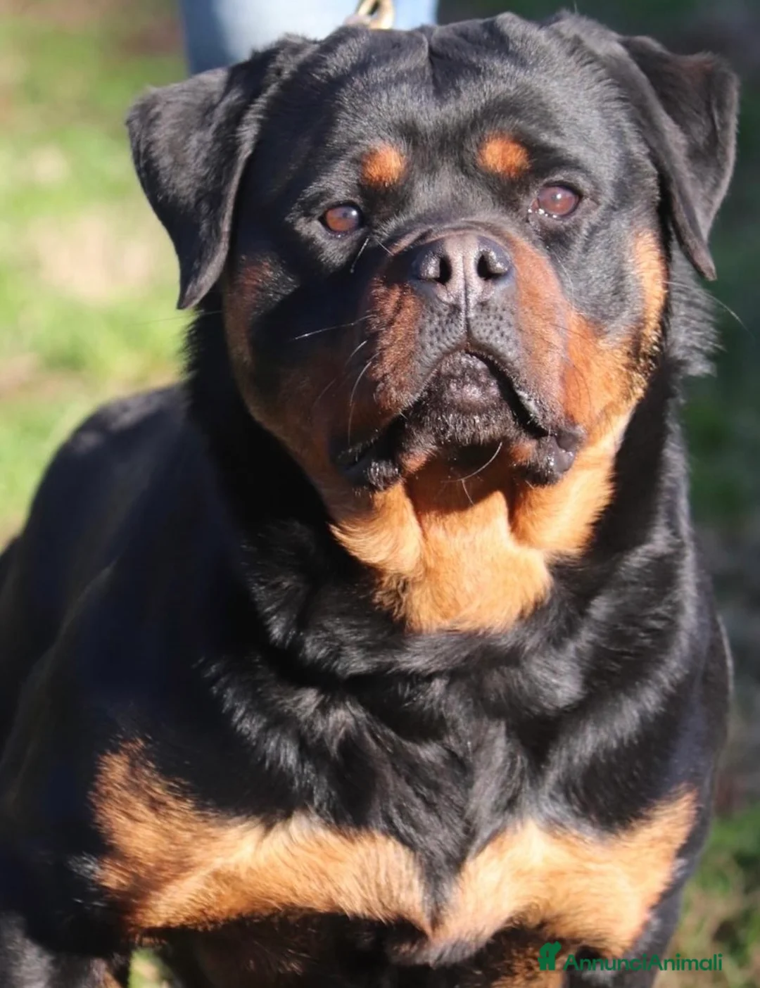 Rottweiler cani in vendita: Cuccioli Rottweiler pedigree enci - Annuncio 2