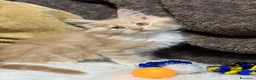 Maine Coon gatti in vendita: Cuccioli Maine Coon - Annuncio 6