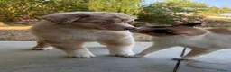 Australian Shepherd cani in vendita: Cuccioli Australian Shepherd - Annuncio 4