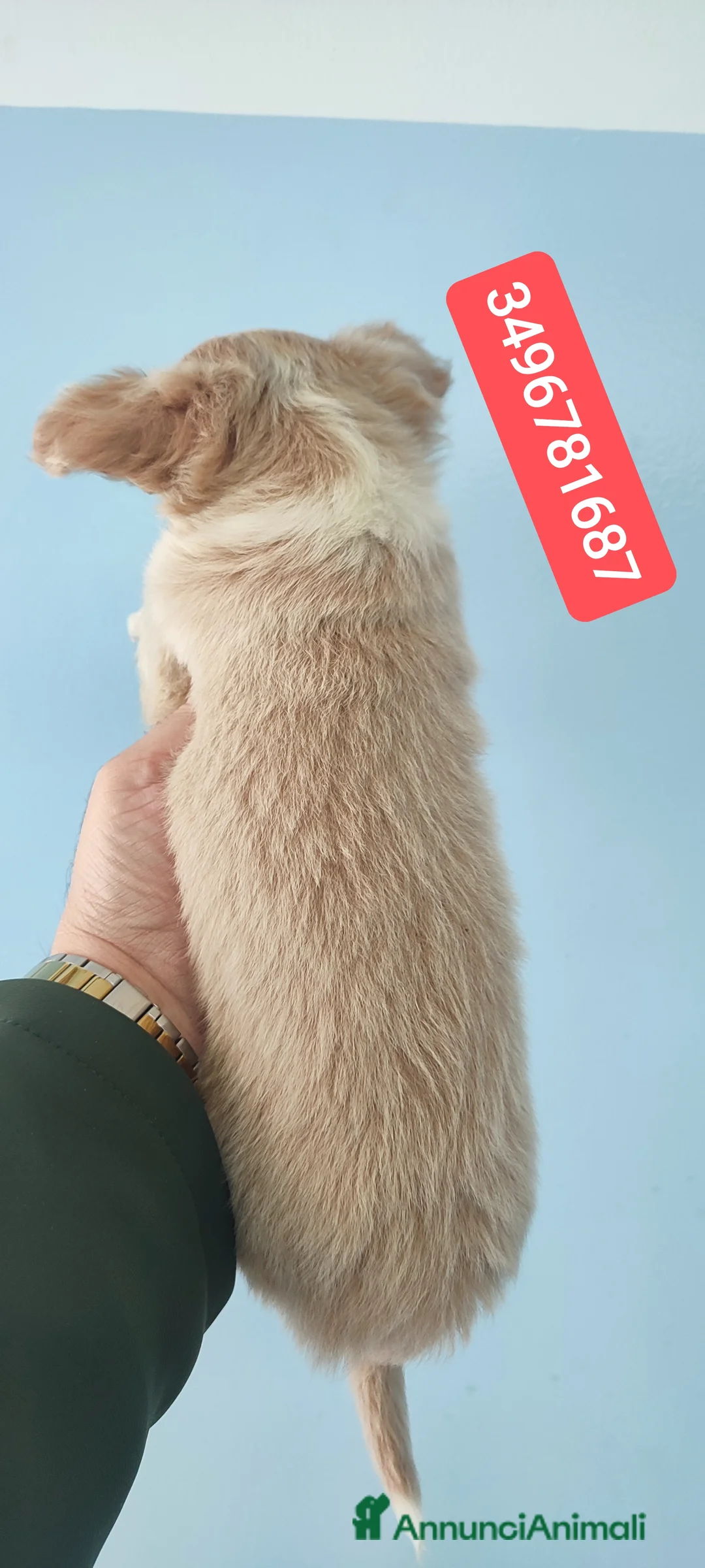 Chihuahua cani in vendita: CHIHUAHUA stupendo bijoux pelo lungo  - Annuncio 2