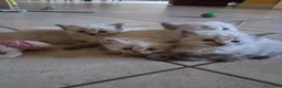 Siberiano gatti in vendita: Gatti siberiani neva masquerade  - Annuncio 3
