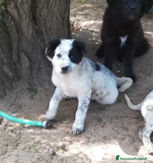 Meticcio cani ZARA MIX SETTER/BORDER COLLIE  - Annuncio 3