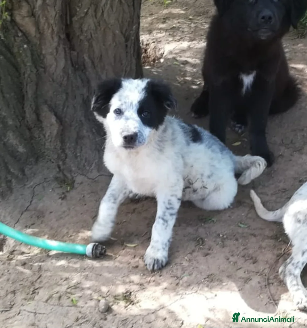 Meticcio cani in regalo: ZARA MIX SETTER/BORDER COLLIE  a Provincia di Varese - Annuncio 1
