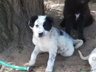 Meticcio cani ZARA MIX SETTER/BORDER COLLIE - Annuncio 3
