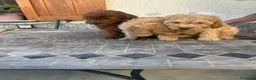 Barboncino cani in vendita: Barboncini nani a Provincia di Alessandria - Annuncio 4