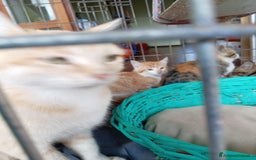 Europeo gatti in regalo: 5 cuccioli e mamma cercano casa❤️ - Immagine 1