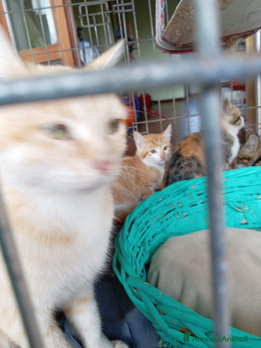 Europeo gatti in regalo: 5 cuccioli e mamma cercano casa❤️ - Annuncio 1