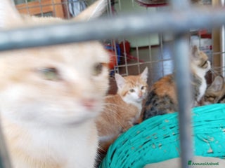 Europeo gatti 5 cuccioli e mamma cercano casa❤️ - Annuncio 41