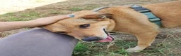 Meticcio cani in regalo: Bruno 5/6anni lo volevano morto! NAPOLI SOS CASA a Città metropolitana di Milano - Annuncio 5