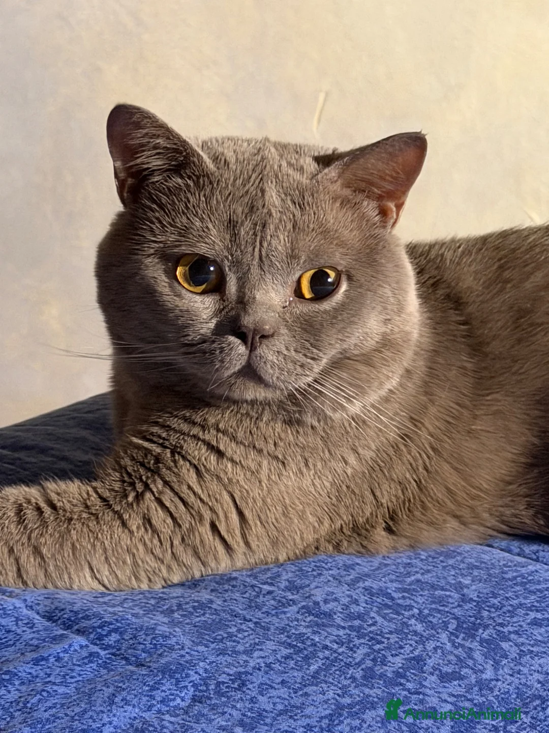 British gatti per accoppiamento: SPLENDIDO BRITISH PER ACCOPPIAMENTO  - Annuncio 4