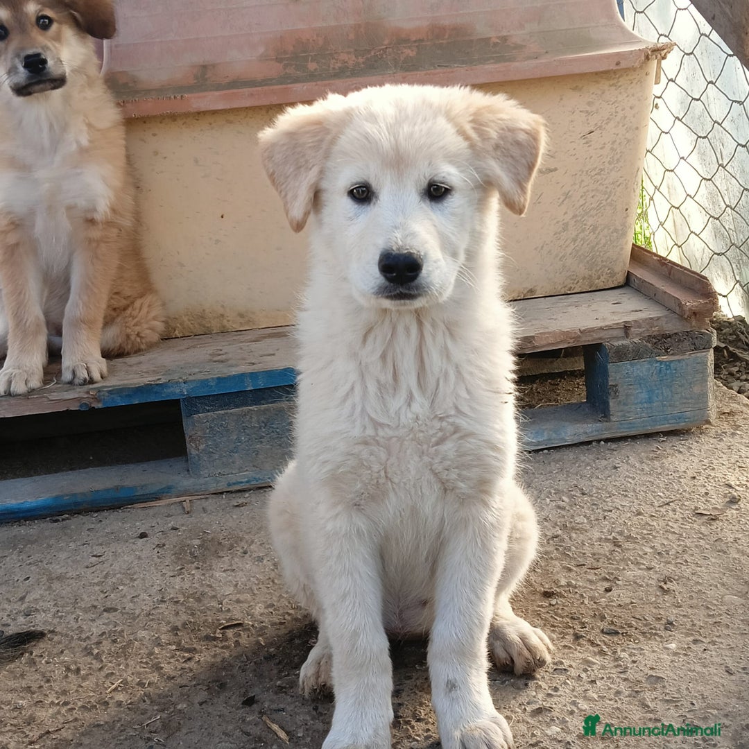 Meticcio cani in regalo: Una famiglia per la dolce Keila  - Annuncio 7