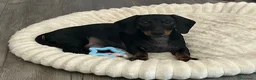 Bassotto cani in vendita: Bellissimo cucciolo di bassotto - Annuncio 2