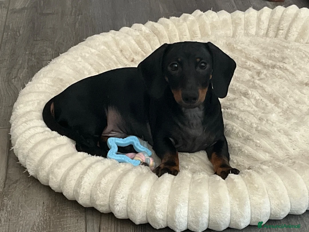 Bassotto cani in vendita: Bellissimo cucciolo di bassotto - Annuncio 2