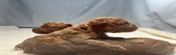 Barbone cani in vendita: Cuccioli barbone toy - Annuncio 8