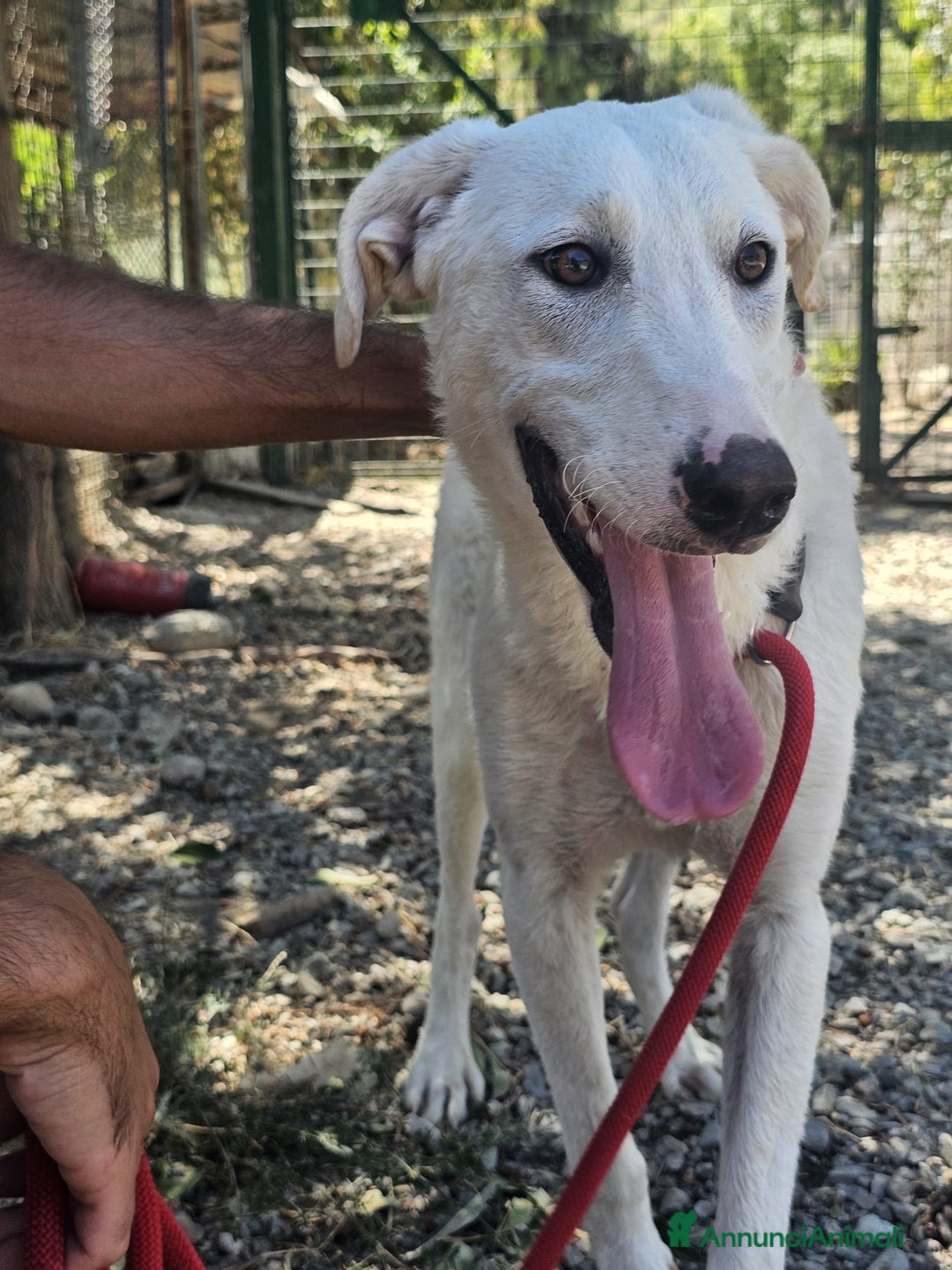 Meticcio cani in regalo: RADJA  a Provincia di Crotone - Annuncio 5
