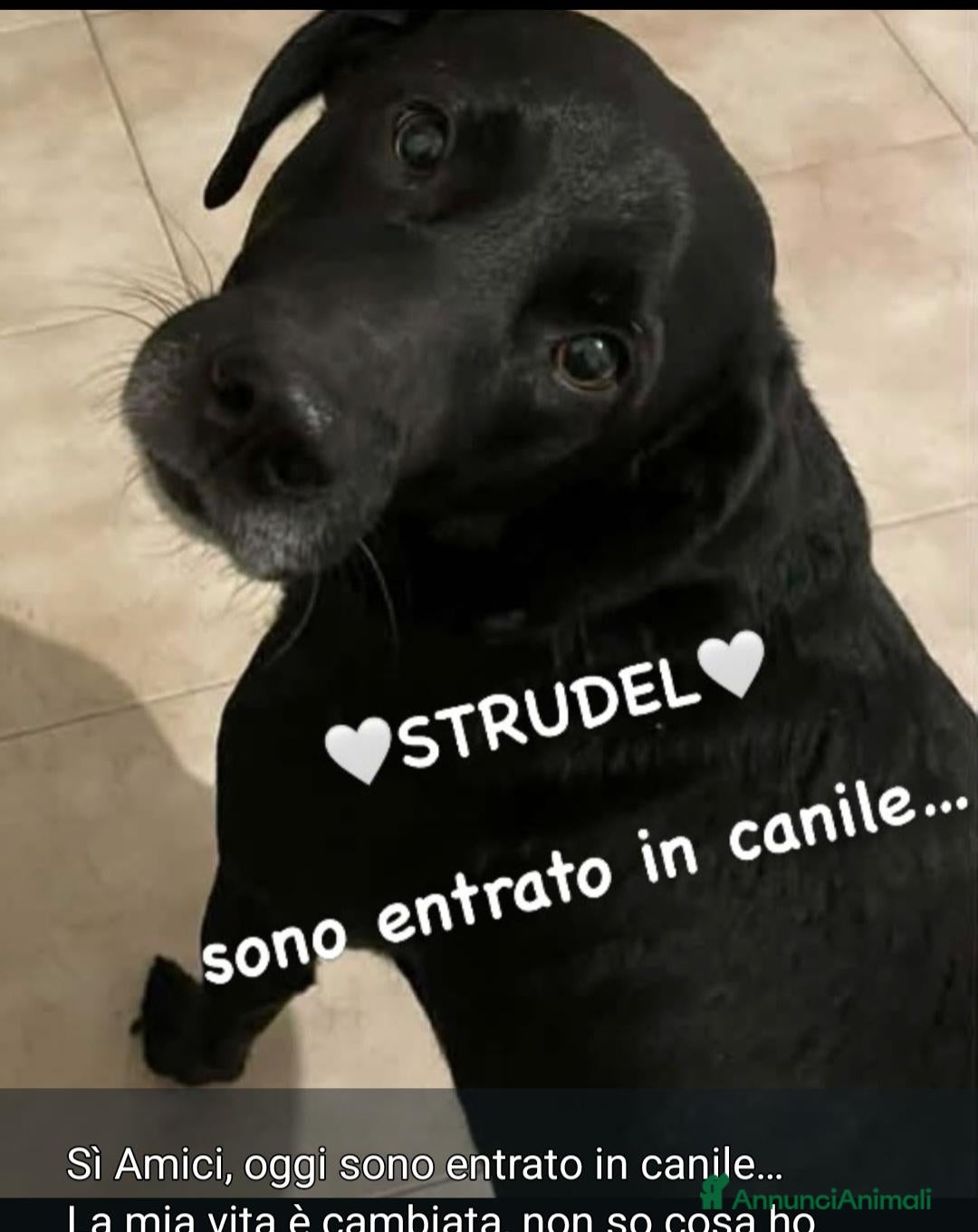 Meticcio cani Strudel 8anni,nero,tg media finito in CANILE! AL - Annuncio 13