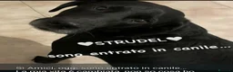 Meticcio cani in regalo: Strudel 8anni,nero,tg media finito in CANILE! AL - Annuncio 1