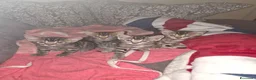 Bengala gatti in vendita: Cuccioli di Bengala a Provincia del Verbano-Cusio-Ossola - Annuncio 11