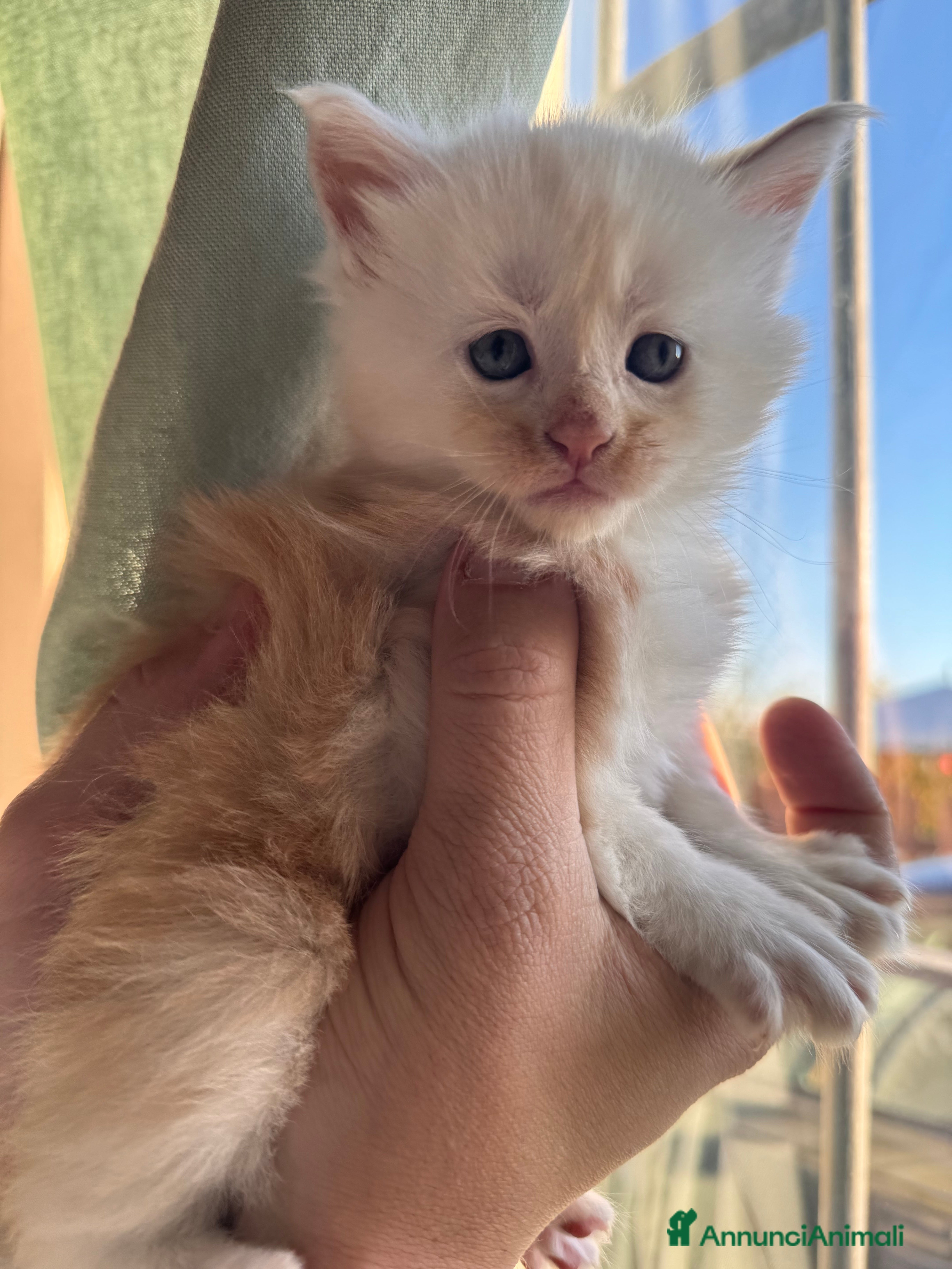 Maine Coon gatti Cucciolo Maine Coon- pedigree AFSI - Annuncio 9