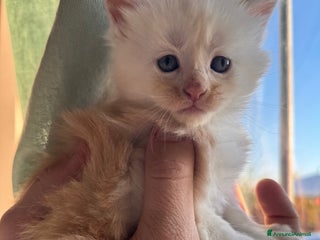 Maine Coon gatti Cucciolo Maine Coon- pedigree AFSI - Annuncio 5