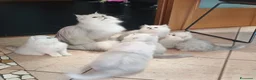 Persiano gatti in vendita: Cuccioli persiani Chinchillà  - Annuncio 1