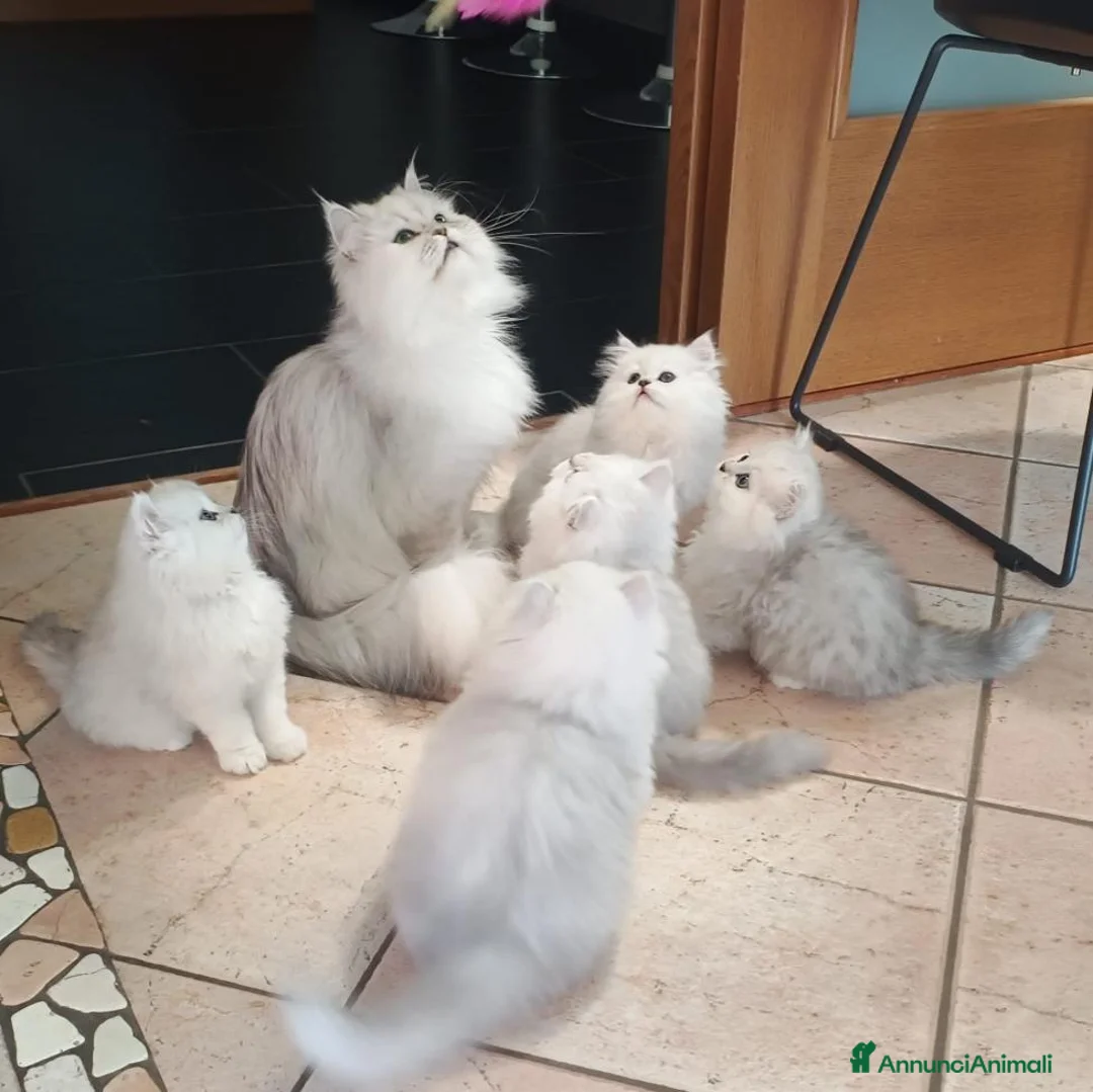 Persiano gatti in vendita: Cuccioli persiani Chinchillà  - Annuncio 1