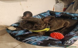 Bulldog Francese cani in vendita: Bulldog francese maschio  - Immagine 1