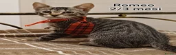 Altre razze gatti in regalo: ADOTTA UN GATTINO! a Provincia di Reggio Emilia - Annuncio 11