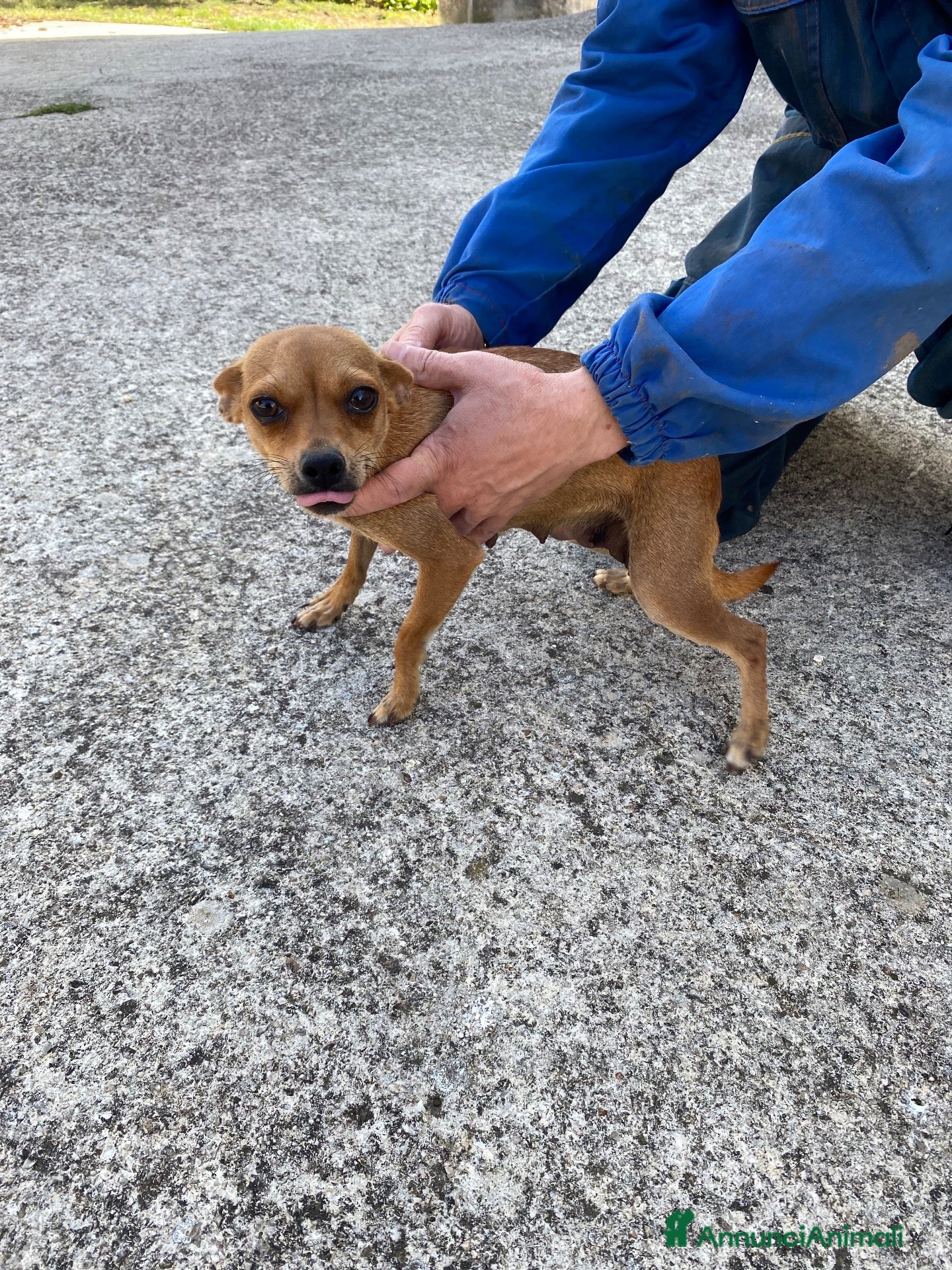 Pinscher Miniatura cani Bellissimi e dolcissimi cuccioli di pincher nano - Annuncio 3