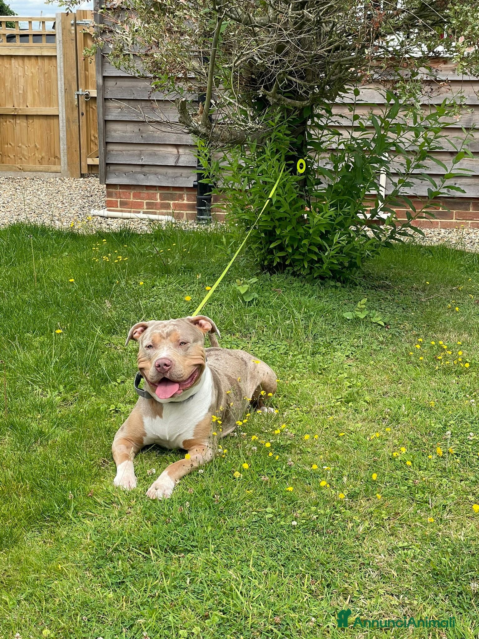 American Bully cani Rocco pronto per Monta - Annuncio 2