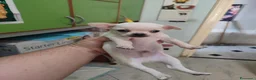 Chihuahua cani in vendita: 3 chihuahua cuccioli maschi - Annuncio 3