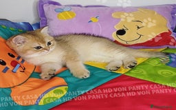 Scottish gatti in vendita: Cucciolo Scottish Straight a Villafranca di Verona - Immagine 5