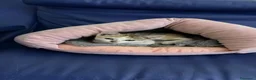 Europeo gatti in regalo: Amira minuscola micina tricolore - Annuncio 3