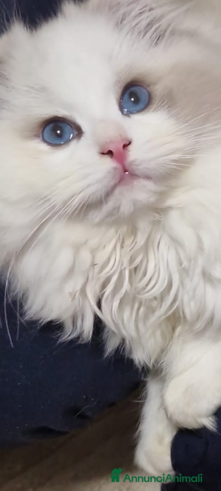 Ragdoll gatti Imminente cucciolata ragdoll occhi blu per Pasqua - Annuncio 1