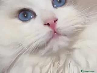 Ragdoll gatti Imminente cucciolata ragdoll occhi blu per Pasqua - Annuncio 1