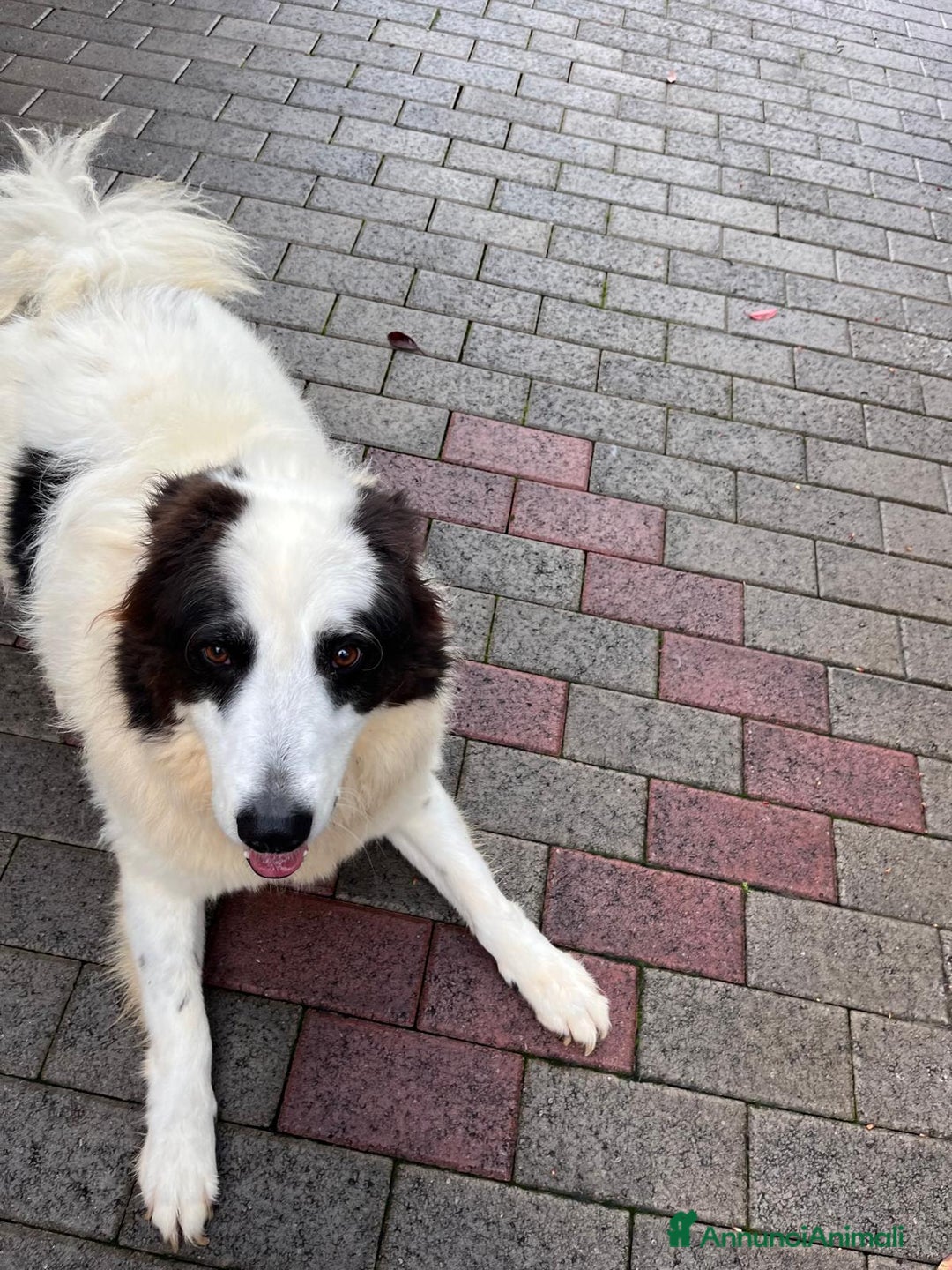 Meticcio cani in regalo: SIMBA MAREMMANO - Annuncio 8