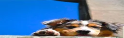 Australian Shepherd cani in vendita: Cuccioli pastore australiano - Annuncio 5