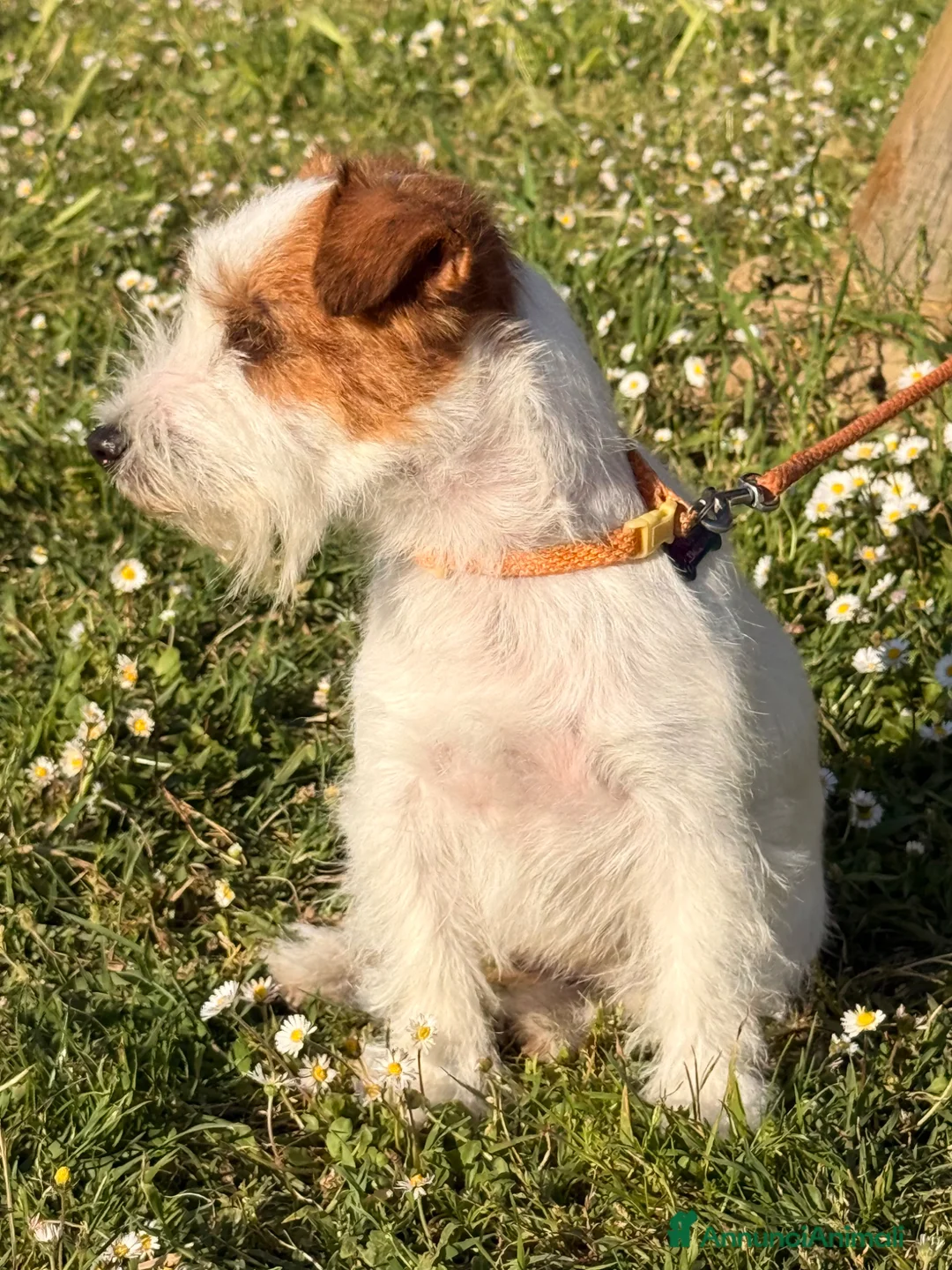 Jack Russell cani in vendita: Maschio pelo ruvido - Annuncio 2