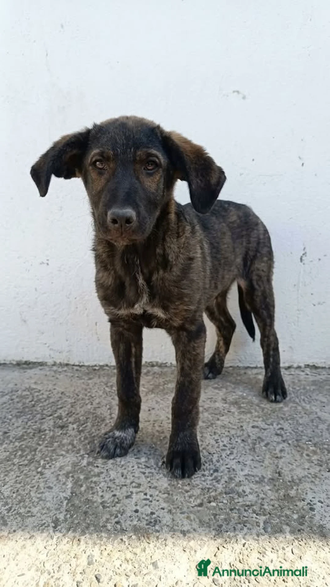 Meticcio cani in regalo: Misty e Moka - Annuncio 3