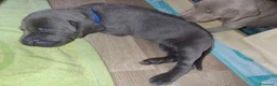 Weimaraner cani in vendita: Weimaraner blu - Annuncio 11