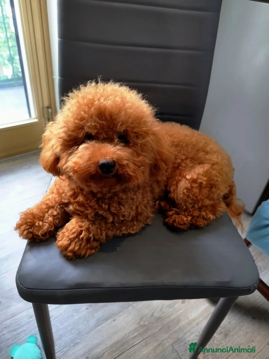 Barboncino cani per accoppiamento: Barboncino mini toy red  - Annuncio 2