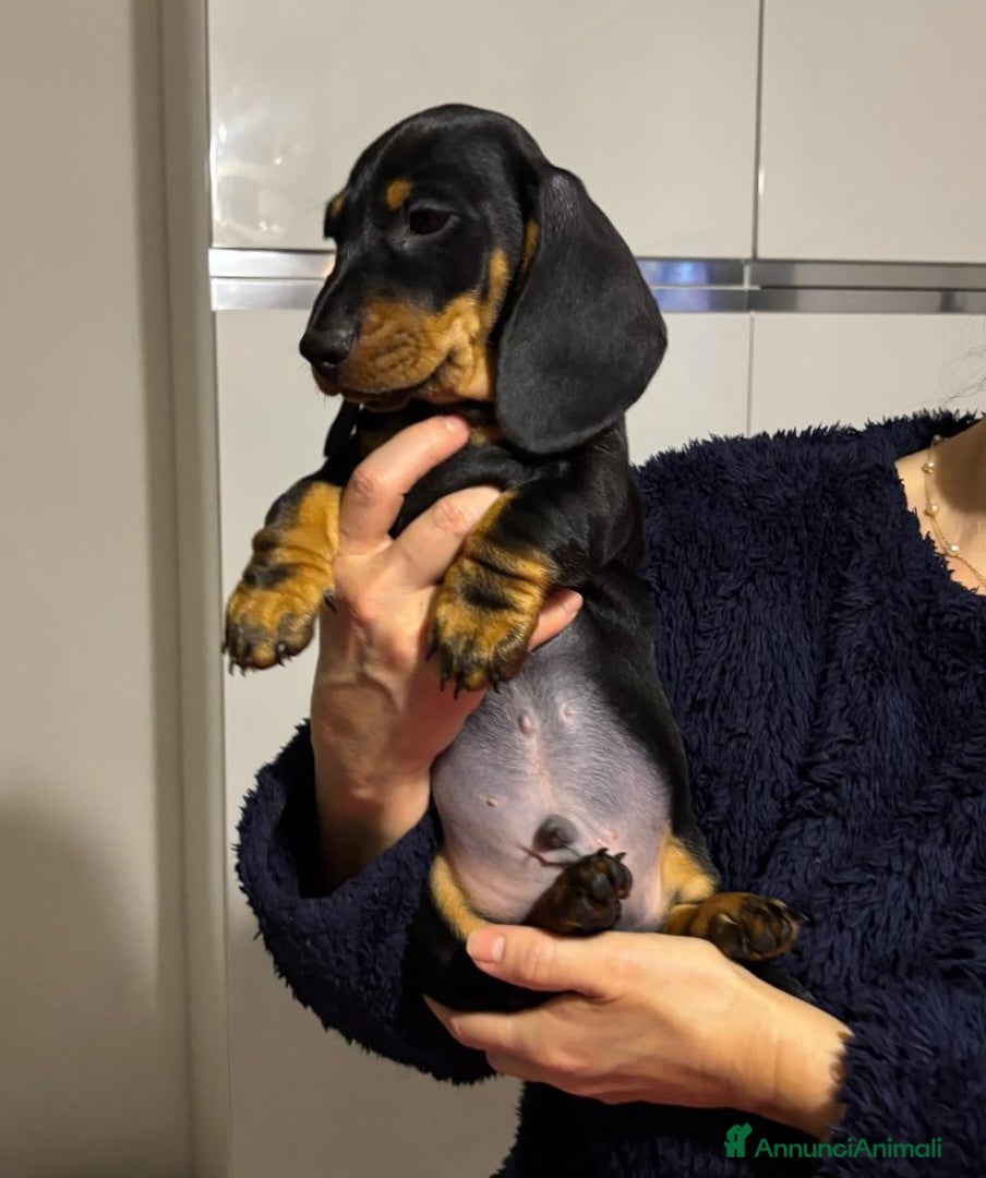 Bassotto cani Bassotti Tedeschi nano-pelo corto-pedigree  - Annuncio 1