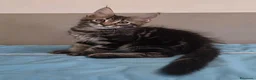 Maine Coon gatti in vendita: Litter G Dolci Fusa - Annuncio 19