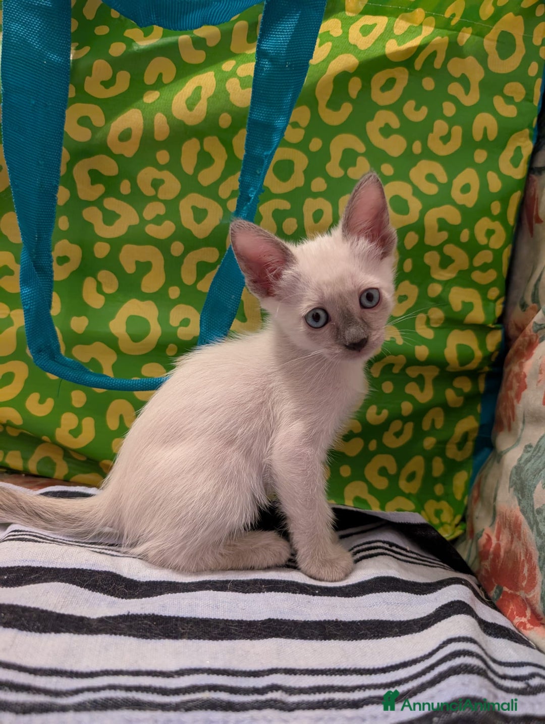 Siamese gatti in vendita: CUCCIOLA FEMMINA DI SIAMESE BLUE POINT - Annuncio 8