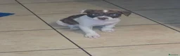 Pitbull cani in vendita: Cuccioli pitbull red nose - Annuncio 3