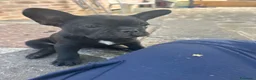 Bulldog Francese cani in vendita: bulldog francese nero tigrato  - Annuncio 8
