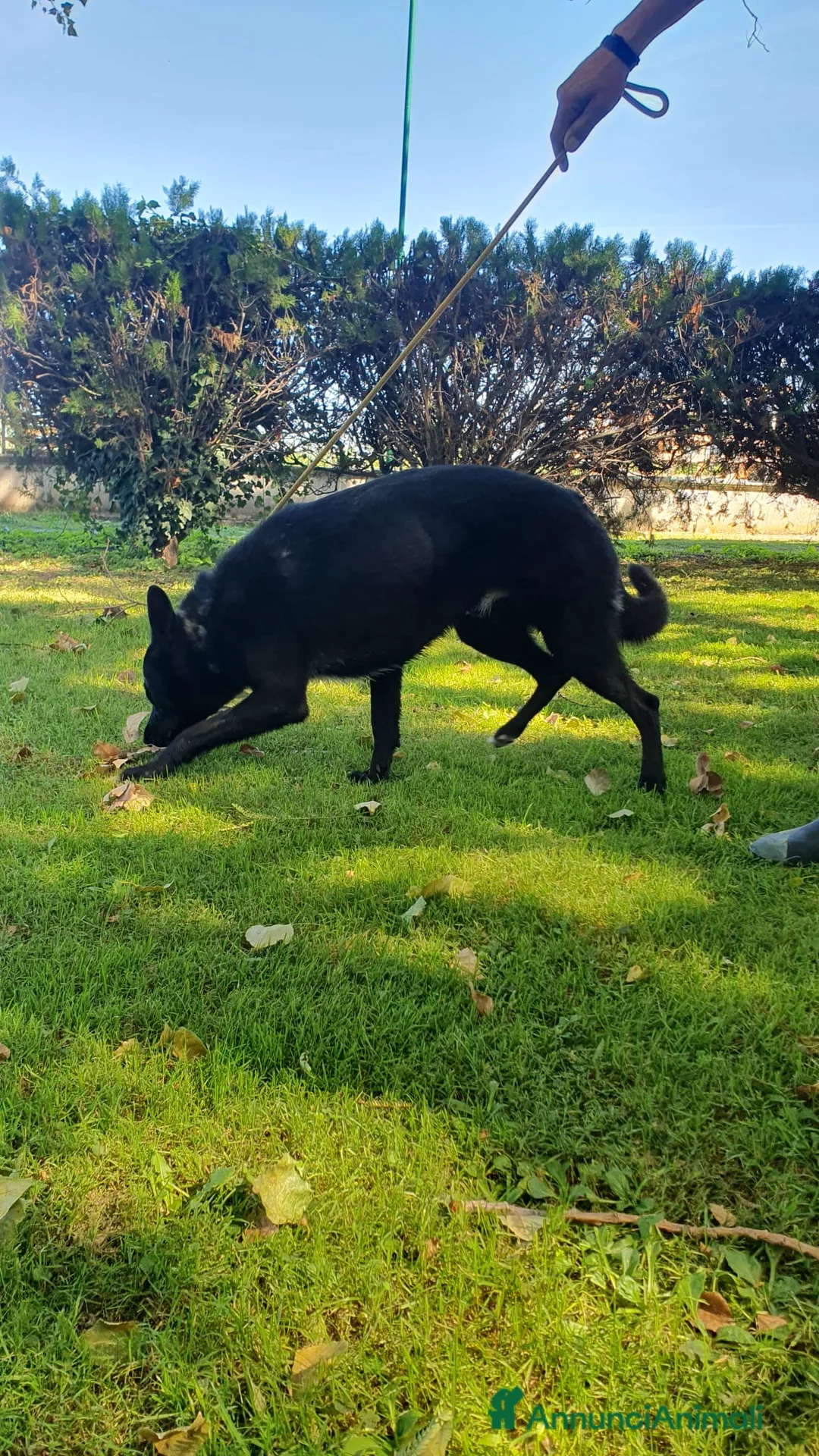 Altre razze cani in regalo: Filippo, cucciolone di un anno cerca casa - Annuncio 7